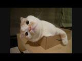 Kočka ležící v krabici