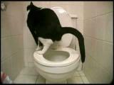 RE: Kočka na toaletě